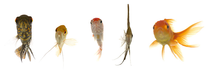 Image showing Aquarium fish are looking