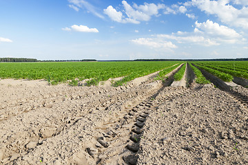 Image showing Field with carrot