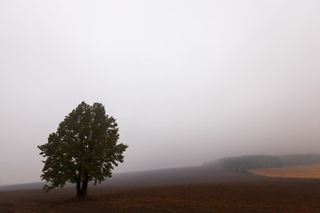 Image showing tree in the field, autumn