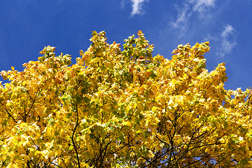 Image showing autumn leaves of maple