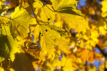 Image showing Maple Park in autumn