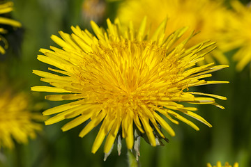 Image showing yellow dandelions in spring