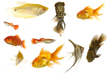 Image showing Aquarium fish on white background