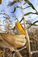 Image showing yellowed ripe corn