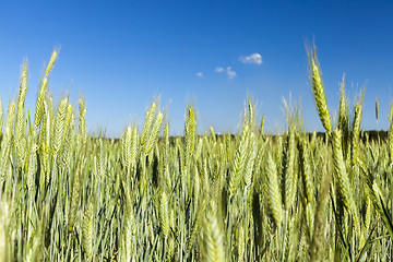 Image showing Field with cereal