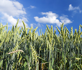 Image showing Field with cereal