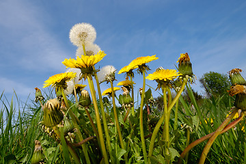 Image showing Dandelion flowers in nature