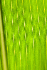 Image showing Field with corn