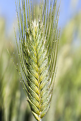 Image showing Field with cereal