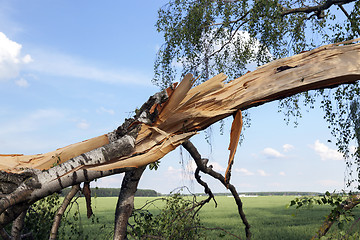 Image showing broken birch trees