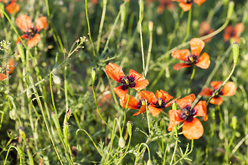 Image showing Red Poppy in the field