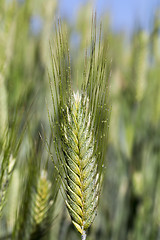 Image showing Field with cereal