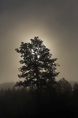 Image showing Tree in the fog