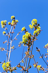 Image showing flowering maple tree