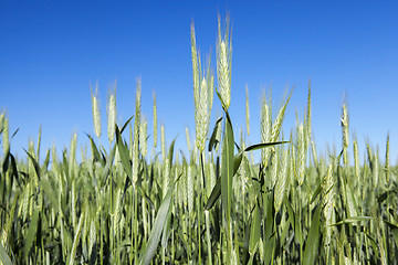 Image showing Field with cereal