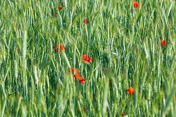 Image showing Poppy in the field