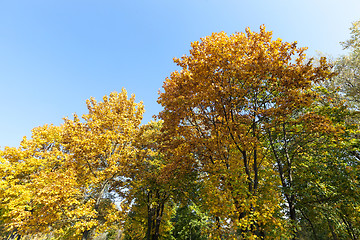 Image showing Maple Park in autumn