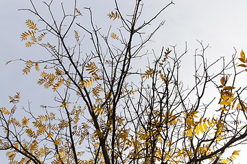 Image showing trees in autumn season