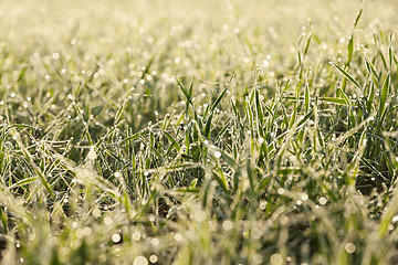 Image showing young grass plants, close-up