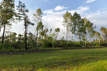 Image showing broken birch tree after a storm