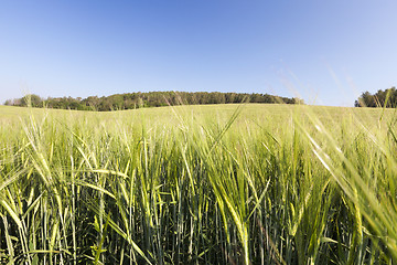 Image showing Field with cereal