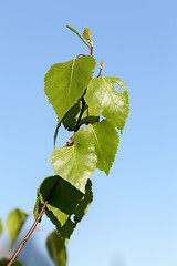 Image showing Young leaves of birch