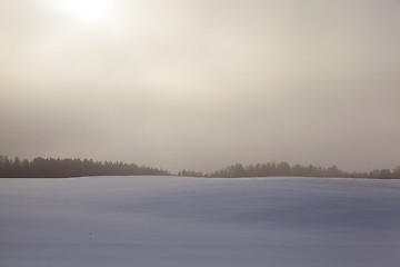 Image showing Trees in winter