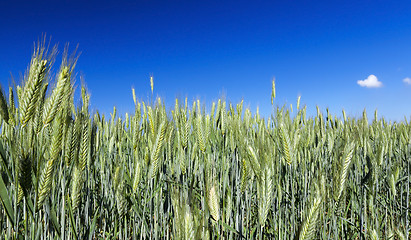 Image showing Field with cereal