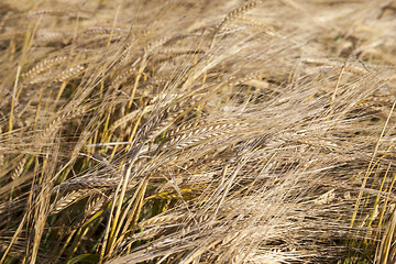 Image showing mature cereal, close-up