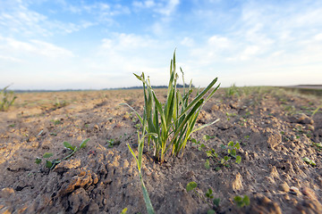 Image showing young grass plants, close-up