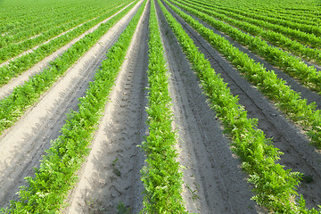 Image showing Field with carrot