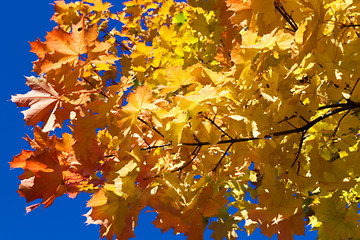 Image showing autumn in the park