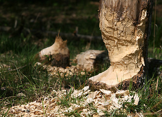 Image showing Beaver tree