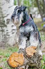 Image showing Miniature schnauzer sitting on stump