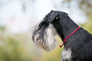 Image showing portrait of miniature schnauzer close up