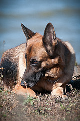 Image showing friendly German shepherd lying in the dry grass on the beach