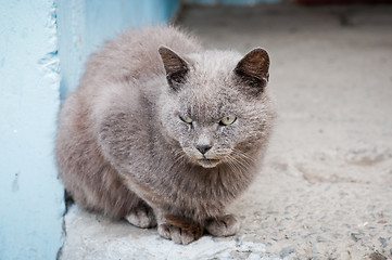 Image showing Expressive look of the grey striped cat sitting on the pavement.