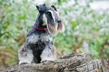 Image showing Miniature schnauzer sitting on stump