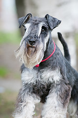 Image showing portrait of miniature schnauzer close up