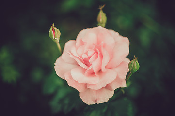 Image showing Pink Rose Blooming in Garden. Delicate pink roses on the green background