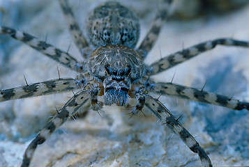 Image showing Poisonous Spider