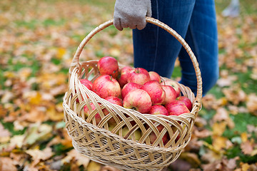 Image showing woman with basket of apples at autumn garden