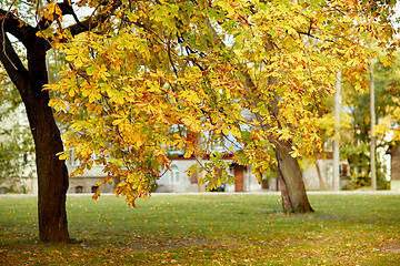 Image showing autumn chestnut tree in city park