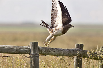 Image showing Swainson Hawk on Post