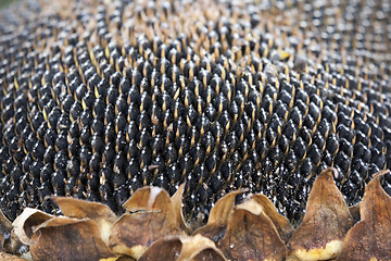 Image showing sunflower seeds on