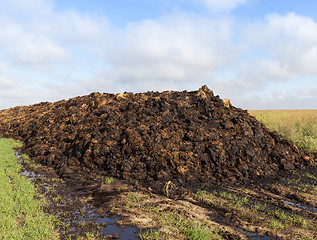 Image showing are landed in a pile of manure