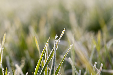 Image showing young grass plants, close-up