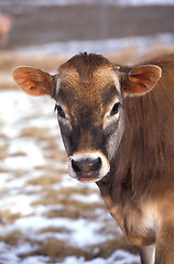 Image showing Milk Cow