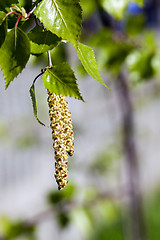 Image showing Young leaves of birch