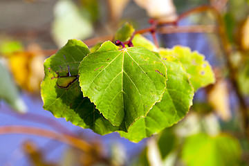 Image showing yellowing foliage linden